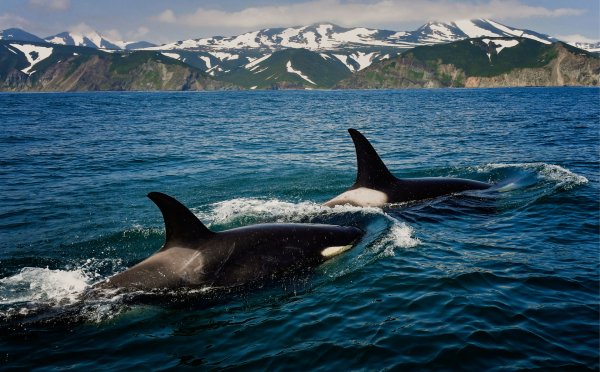 Охотское море касатки