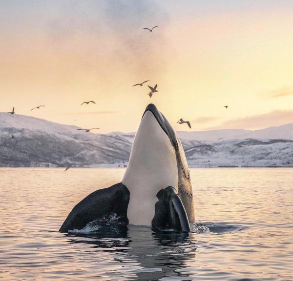 Косатка - Orcinus Orca (Дальневосточная Плотоядная популяция)