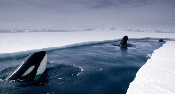 Авачинская бухта касатки