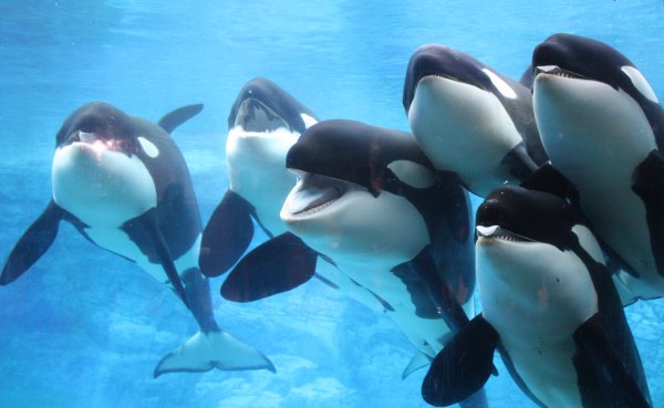 Дельфины, касатки, киты млекопитающие?