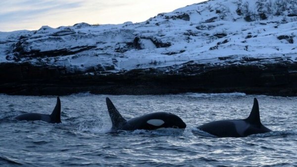 Касатка и Дельфин