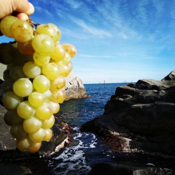 Крымский виноград