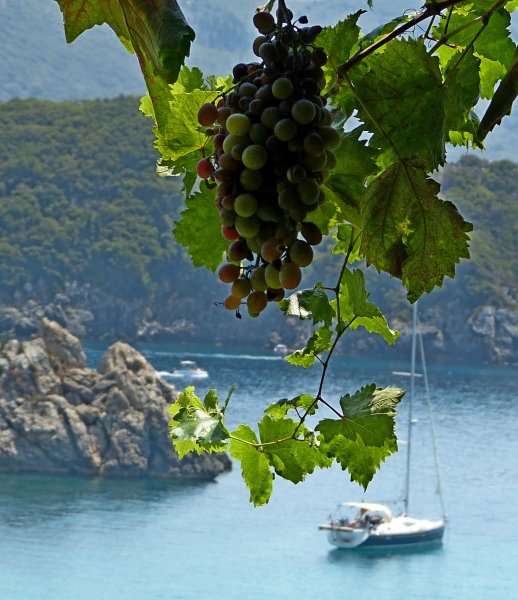 Виноградники Будва