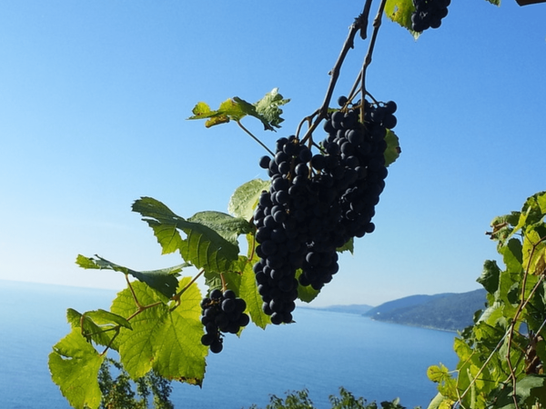 Vinograd Абхазия