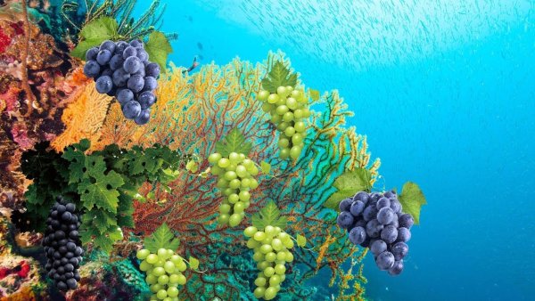 Водяной виноград