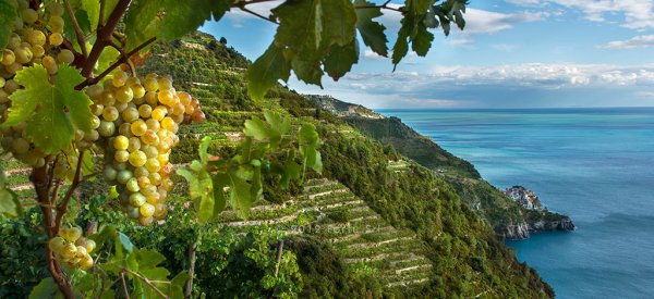 Чинкве-Терре плантации Лимонов