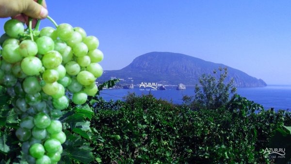 Крым виноград Гурзуф