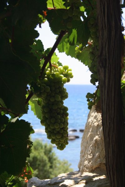 Крым лоза винограда