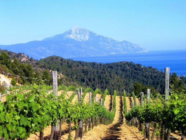 Виноградная плантация Крит