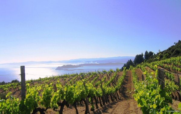 Виноград на винодельне