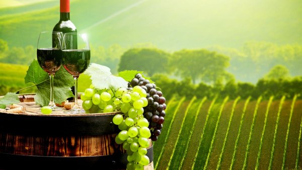 Виноградная лоза плантации