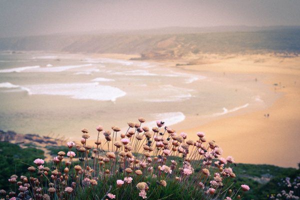 Поля пляж цветы