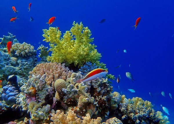 Египет море Шарм-Эль-Шейх