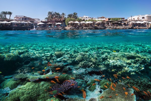 Красное море Египет Шарм-Эль-Шейх
