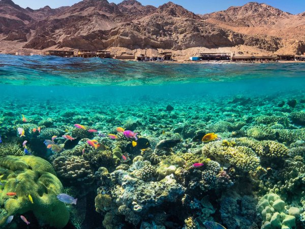 Риф Шарм-Эль-Шейх