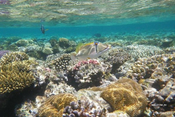 Шарм-Эль-Шейх Египет коллаж