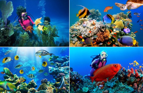 Шарм-Эль-Шейх кораллы