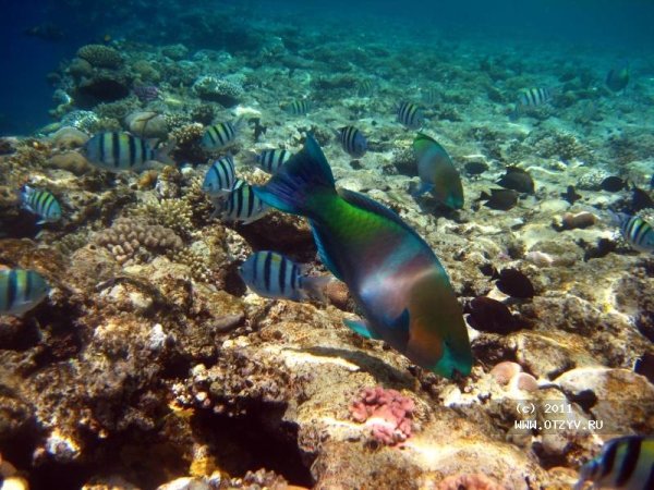 Красное море Хургада