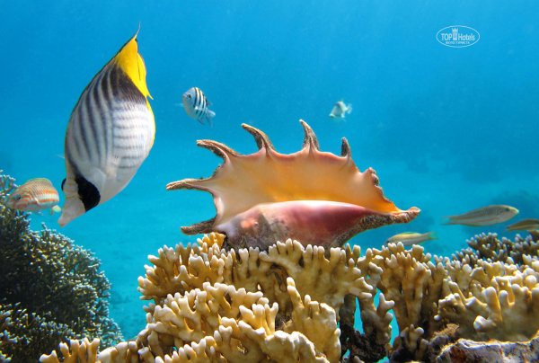 Дайвинг Шарм-Эль-Шейх