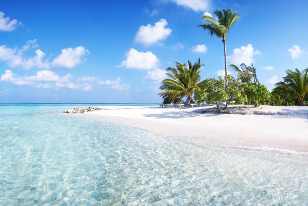 Фон острова с пальмами