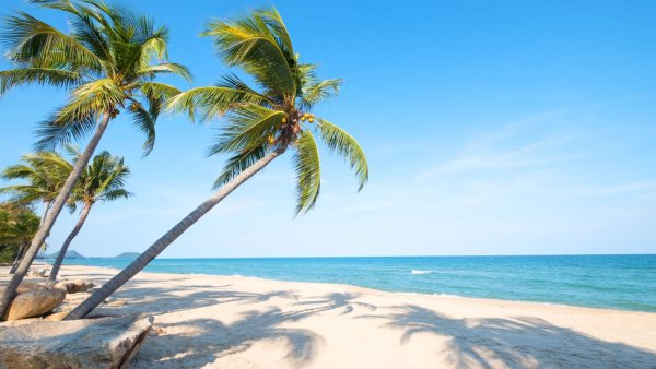 Море пальмы