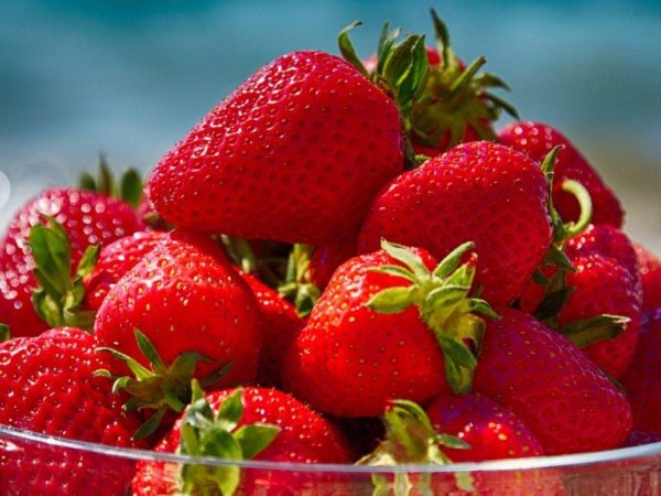 Клубника Сан андреас