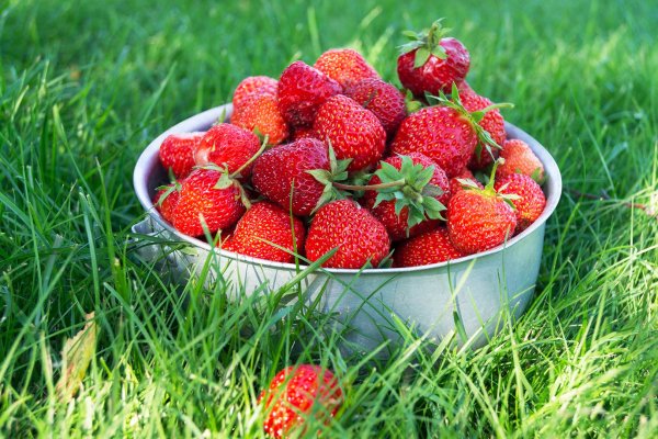 Летнее утро на море