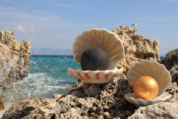 Море ракушки