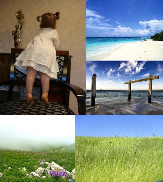 Собачка ждет у моря