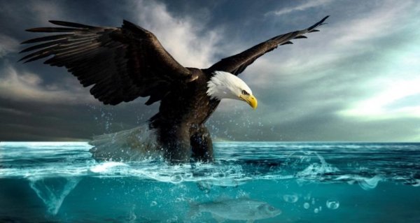 Орел над океаном