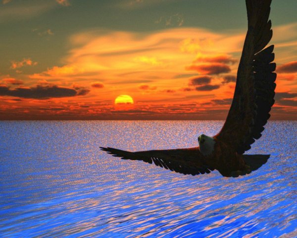 Птица парит над морем