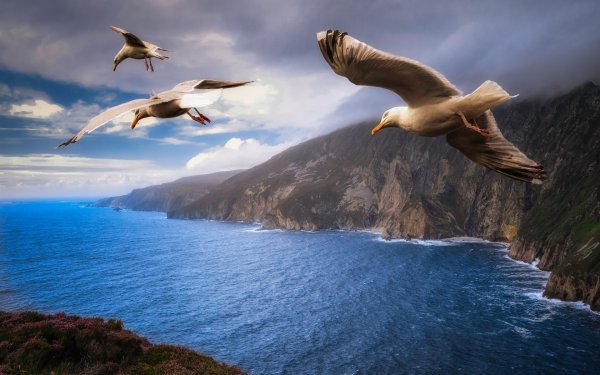 Птицы над морем