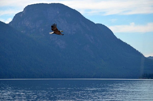 Море горы птица