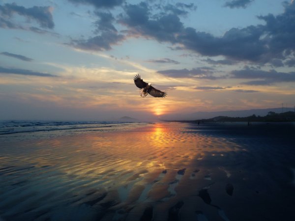 Хищные морские птицы