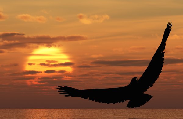 Орел над водой