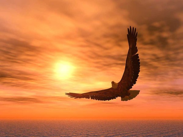 Птицы над морем