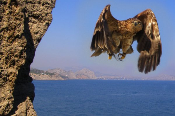 Чайки над морем