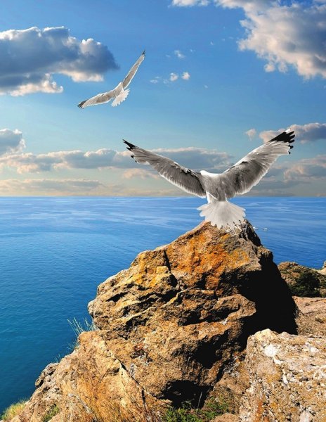 Белоголовый Орлан в полете