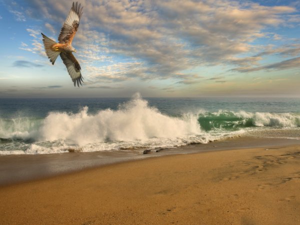 Птица парит в небе
