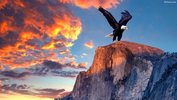 Орел в полете