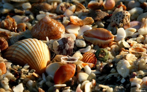 Морские фисташки моллюск