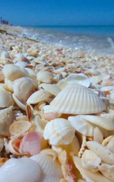 Ракушки морские