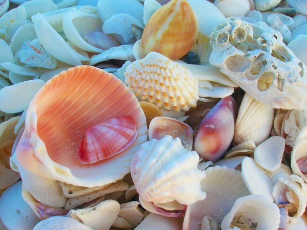 Море ракушки