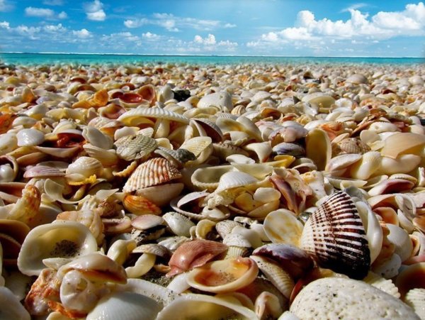 Ракушки на берегу моря