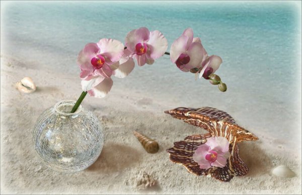 Цветы в ракушке