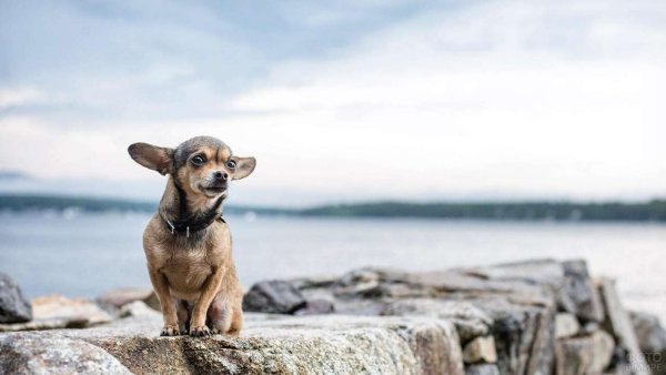 Щенок на фоне море