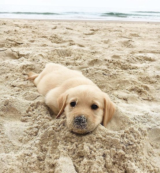 Собака в песке