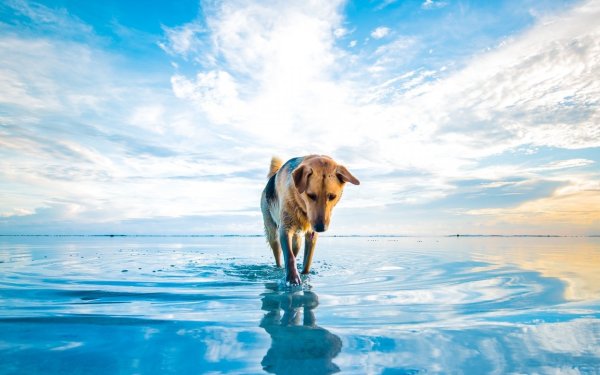 Собака на море