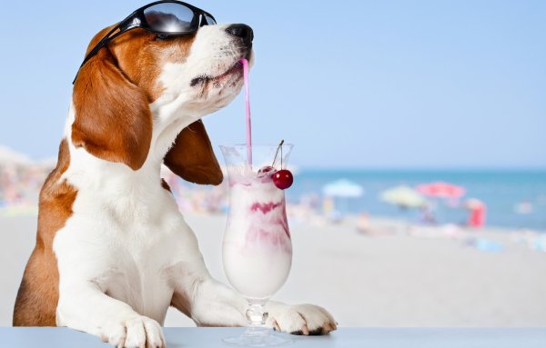 Позитивные собаки