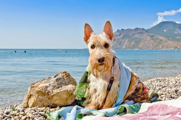 Собака купается в море